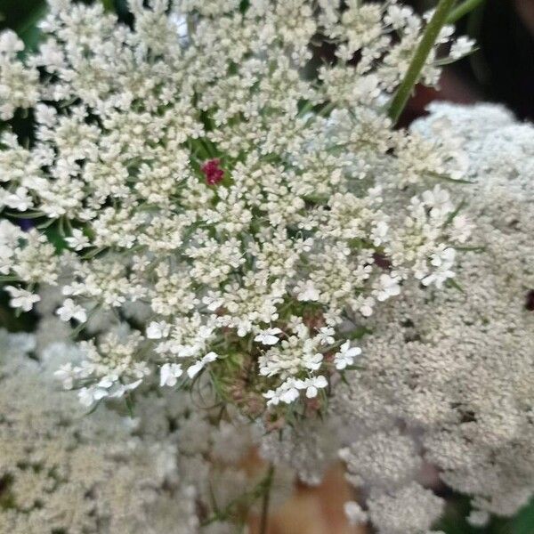 Daucus carota Цвят