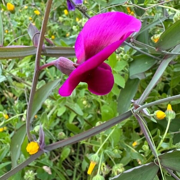 Lathyrus tingitanus ᱵᱟᱦᱟ