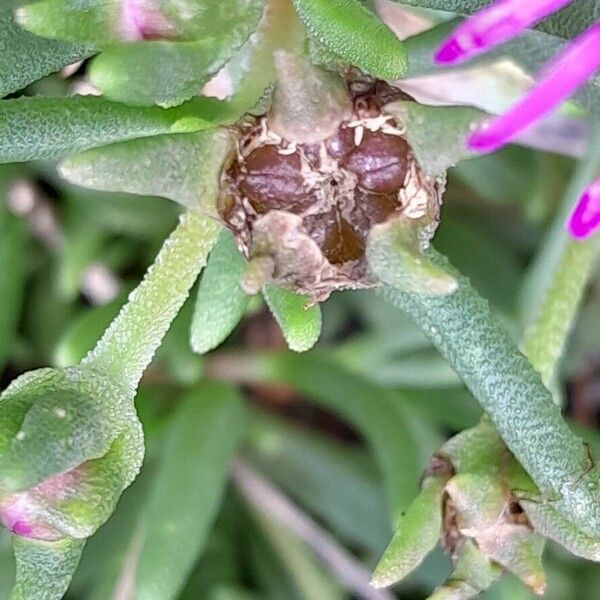 Delosperma cooperi ফল