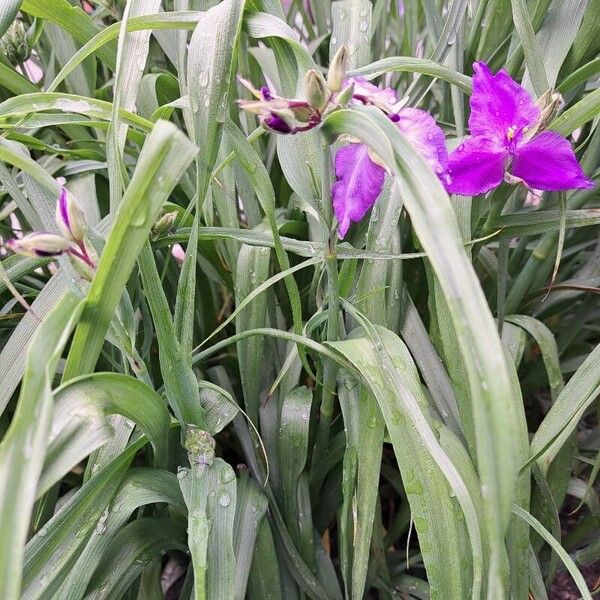 Tradescantia virginiana Habitus