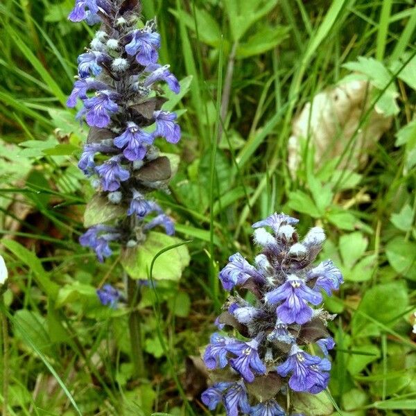 Ajuga reptans Λουλούδι