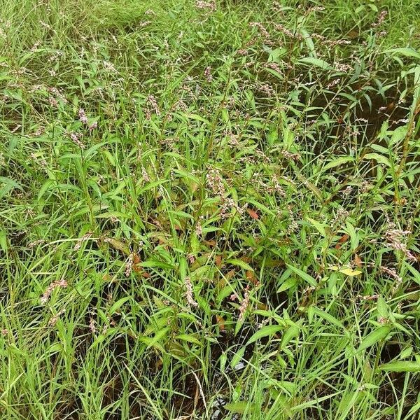 Persicaria hydropiper Hábitos