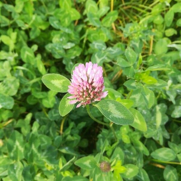 Trifolium pratense Flower