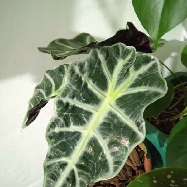 Alocasia sanderiana Φύλλο