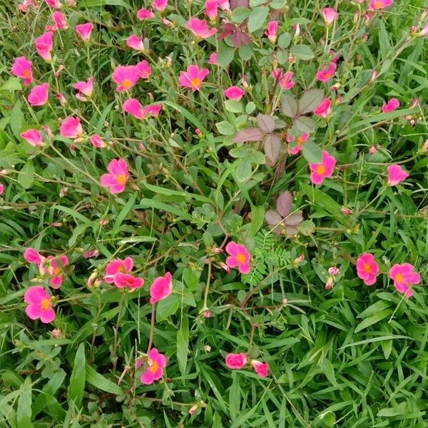 Portulaca grandiflora Habitus