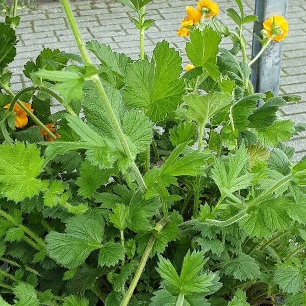 Geum coccineum Écorce