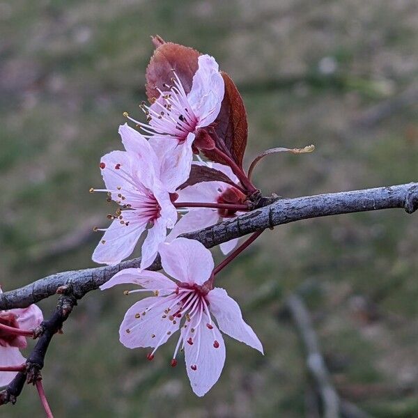 Prunus cerasifera Кветка