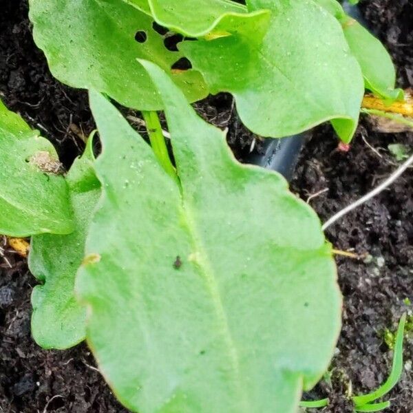 Rumex rugosus List