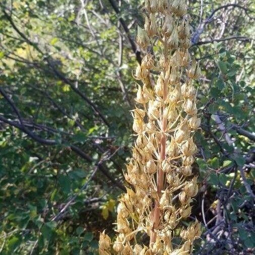 Frasera speciosa Flower