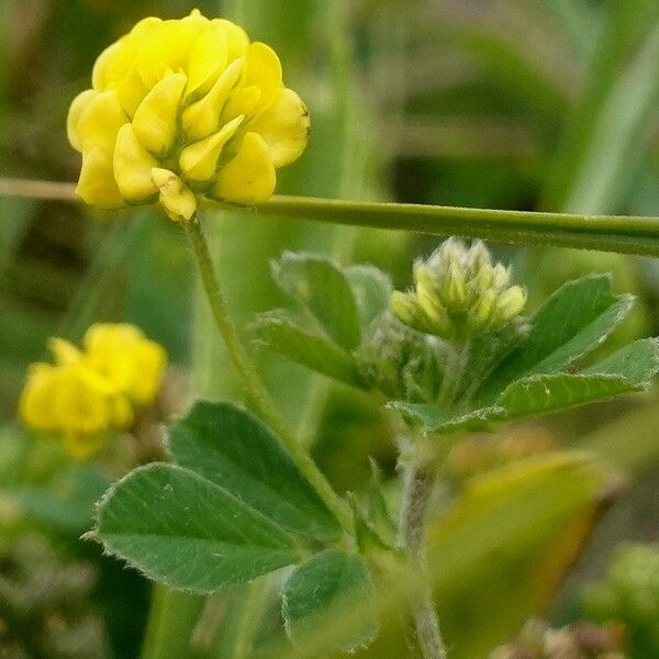 Medicago lupulina Flower