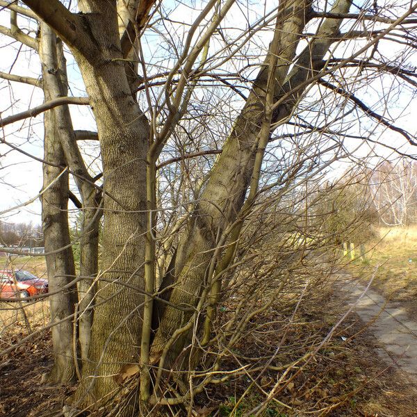 Fraxinus pennsylvanica Habit