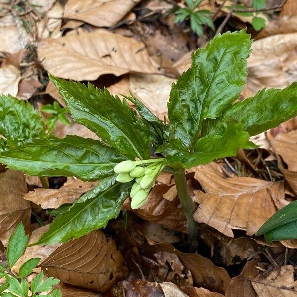 Cardamine enneaphyllos অভ্যাস