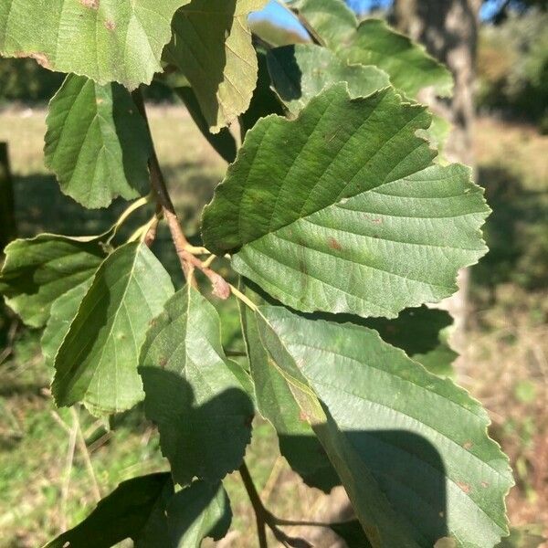 Alnus glutinosa Hoja