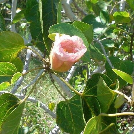 Thespesia populnea Flower