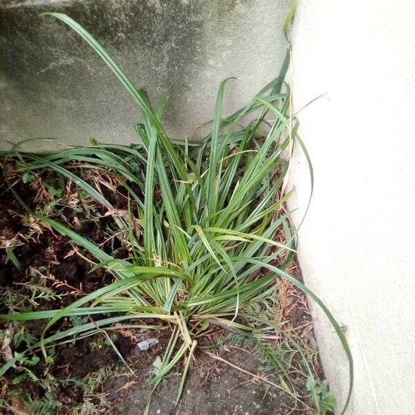 Carex brunnea Folha