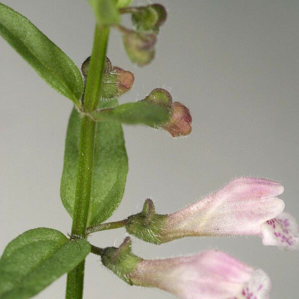 Scutellaria racemosa 花