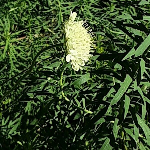 Scabiosa ochroleuca Flor