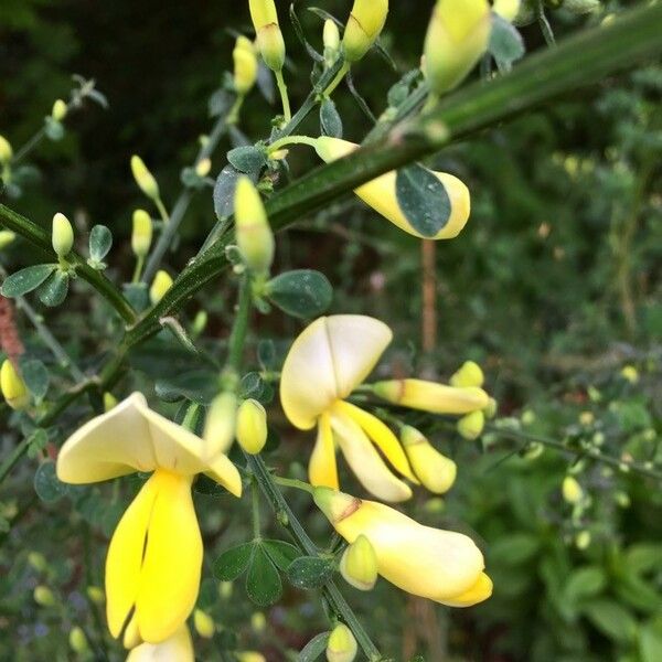 Cytisus scoparius Floare