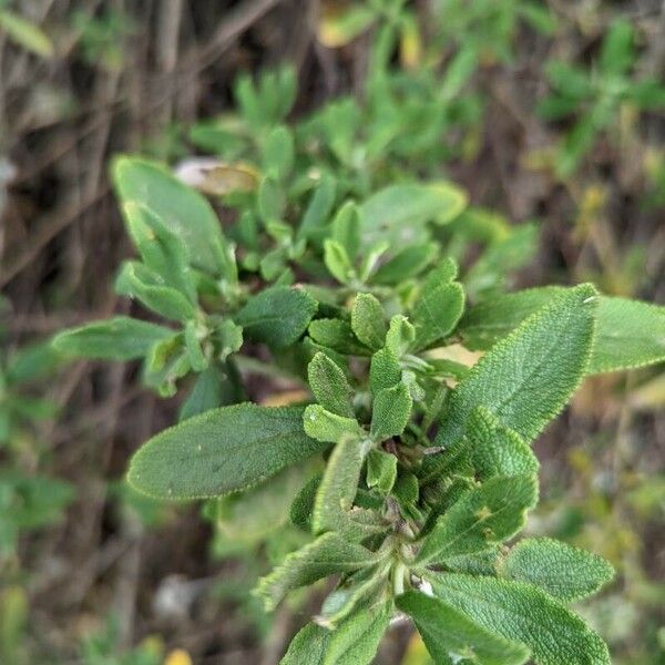 Salvia mellifera برگ