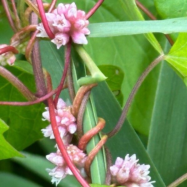 Cuscuta europaea Blomst