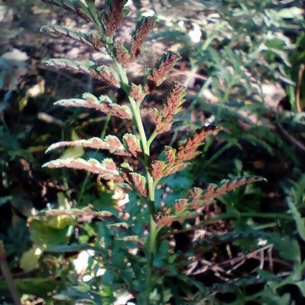 Asplenium adiantum-nigrum Liść