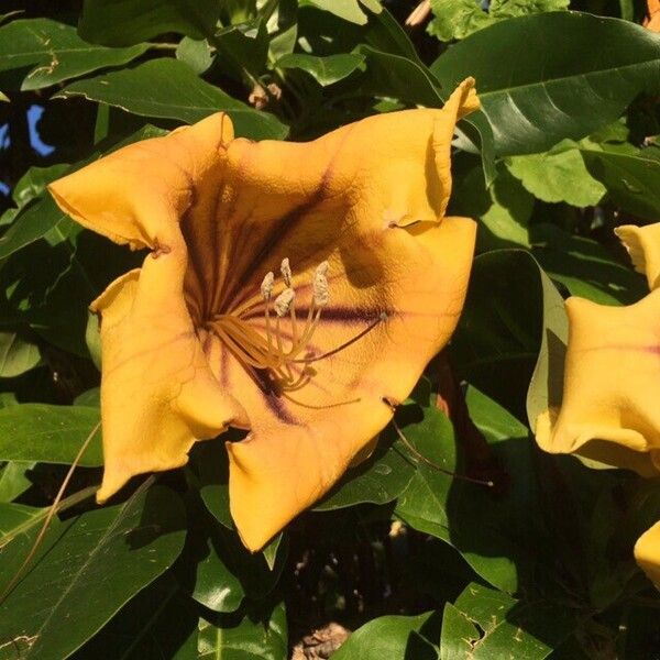 Solandra maxima Flower