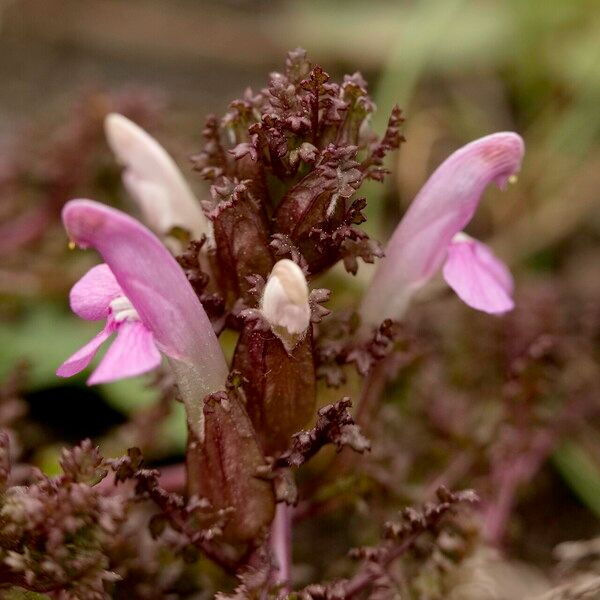 Pedicularis sylvatica 葉