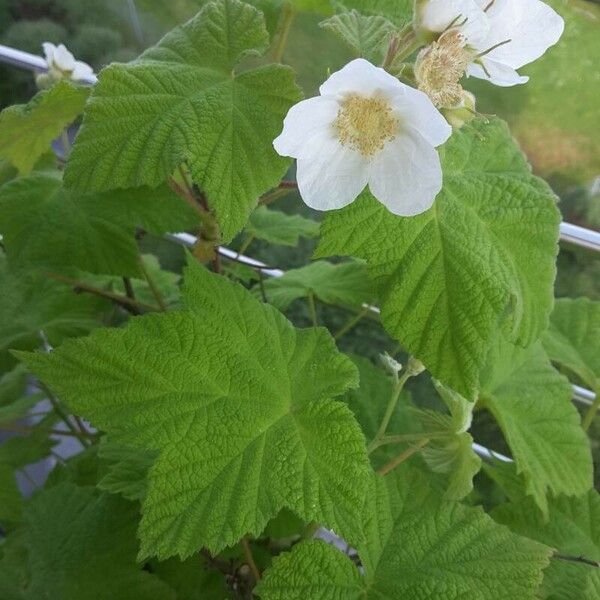 Rubus parviflorus List