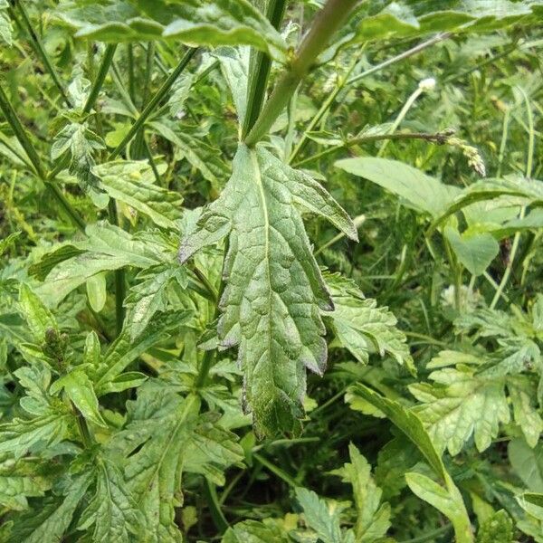 Verbena officinalis برگ