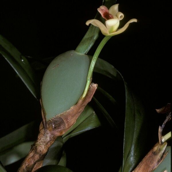 Maxillaria variabilis Kwiat