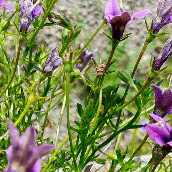 Monopsis unidentata Bloem