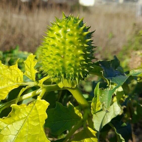 Datura stramonium Vili