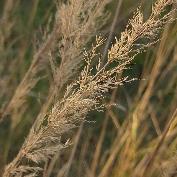 Calamagrostis epigejos Hedelmä