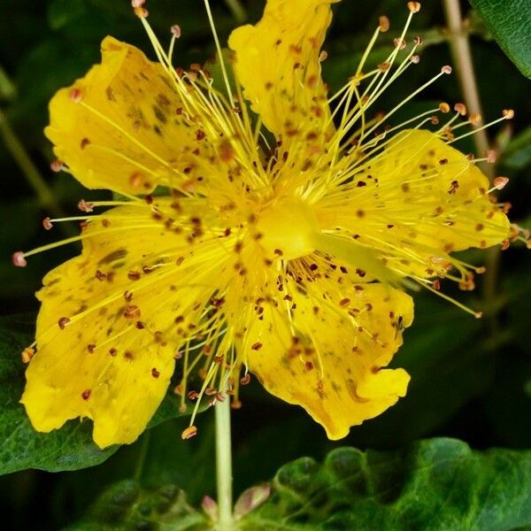 Hypericum calycinum Floare