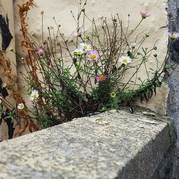 Erigeron karvinskianus 葉