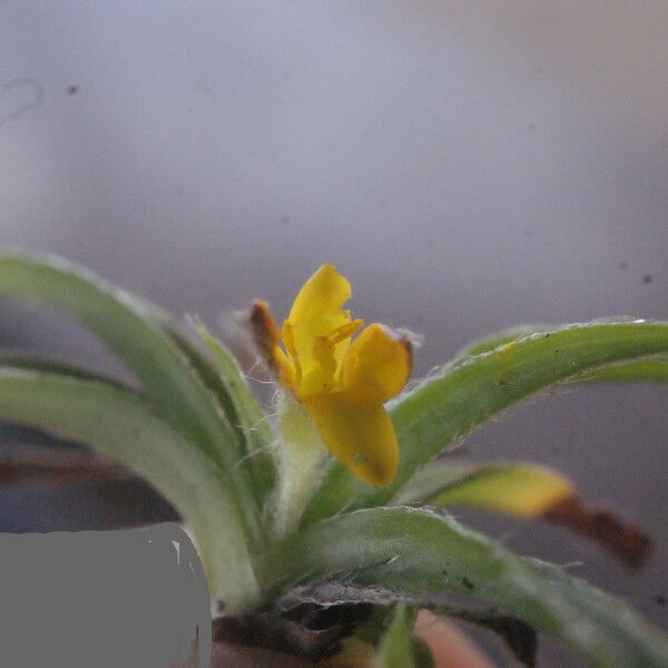 Hypoxis angustifolia Yaprak