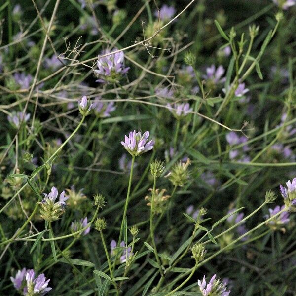 Bituminaria bituminosa Habit