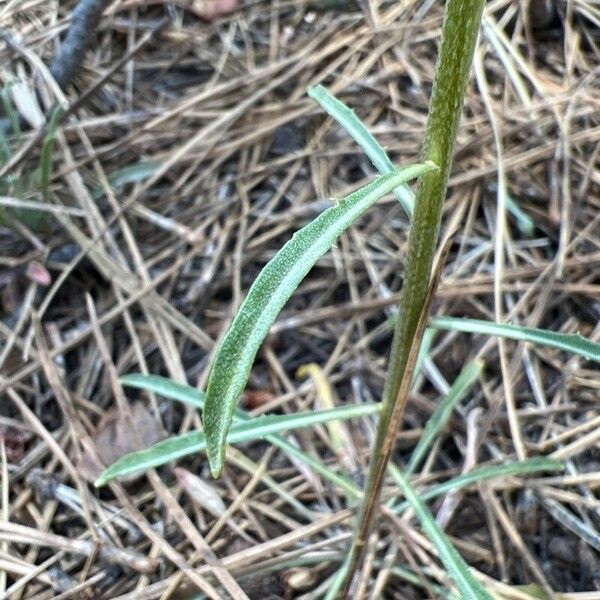 Erysimum asperum Blad