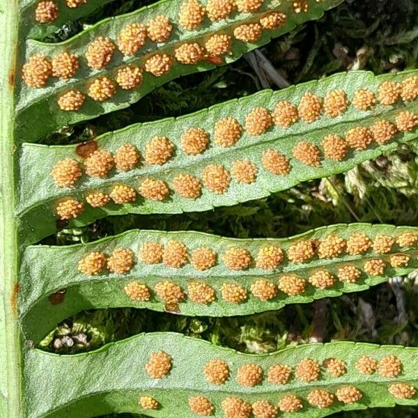 Polypodium vulgare Fruto