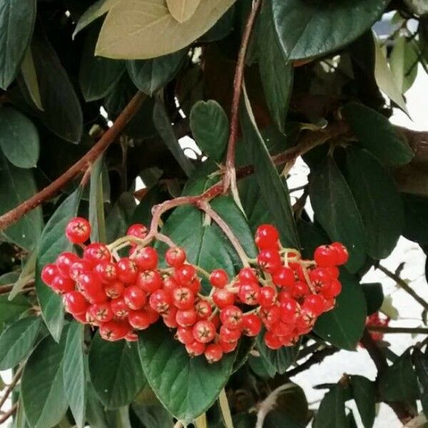 Cotoneaster coriaceus Фрукт