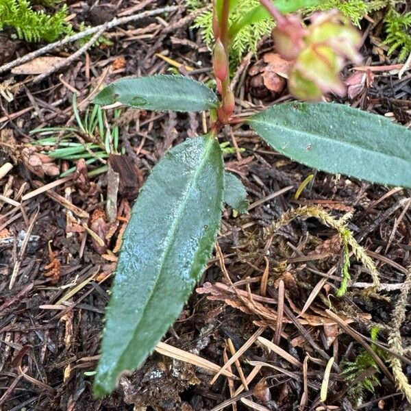 Chimaphila umbellata Ліст