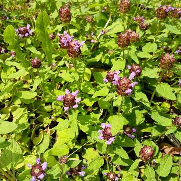 Prunella vulgaris Habit