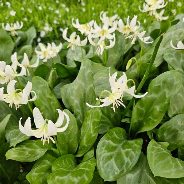 Erythronium oregonum 花