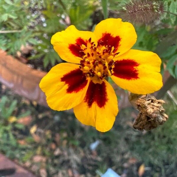 Tagetes lunulata Кветка