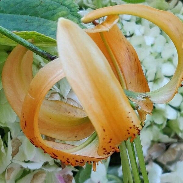 Lilium henryi Fiore