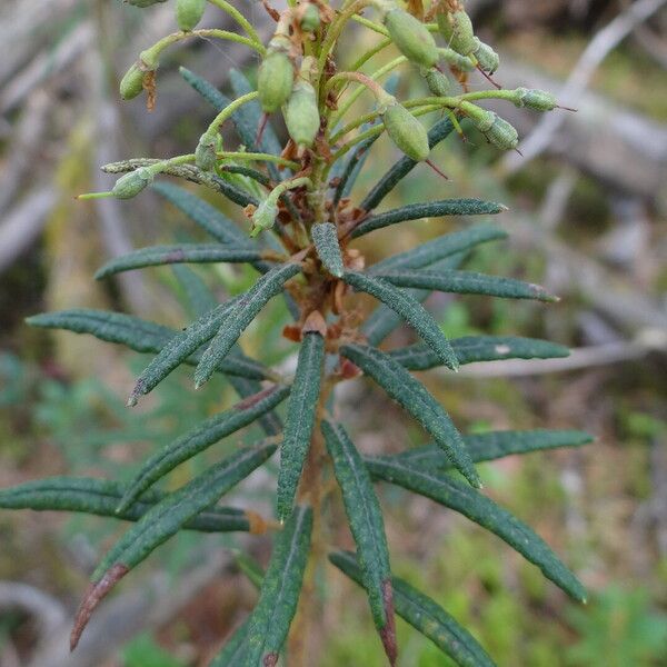 Rhododendron tomentosum Levél