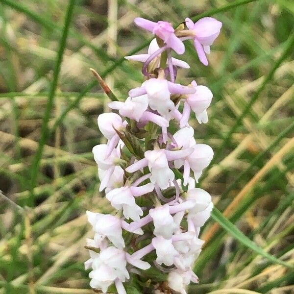 Gymnadenia conopsea Flor