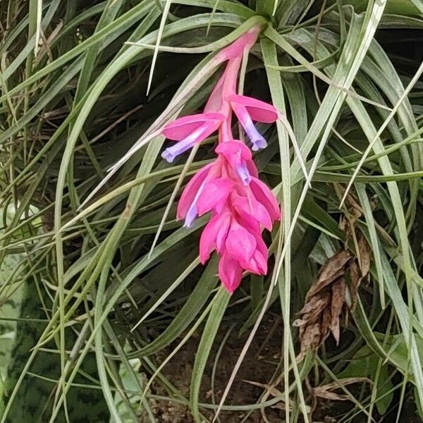 Tillandsia stricta Blomst