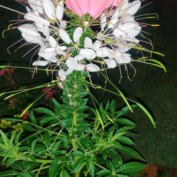 Cleome spinosa Flower