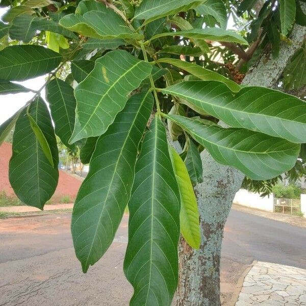 Guarea guidonia Blad